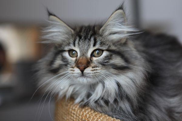 Норвежский лесной кот - загадочный представитель семейства кошачьих