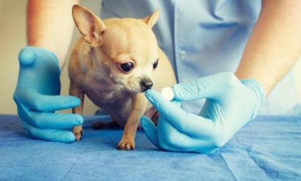У чихуахуа расстройство желудка нужно лечить под контролем ветеринара