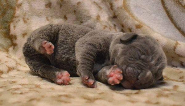 Новорожденный щенок кане-корсо