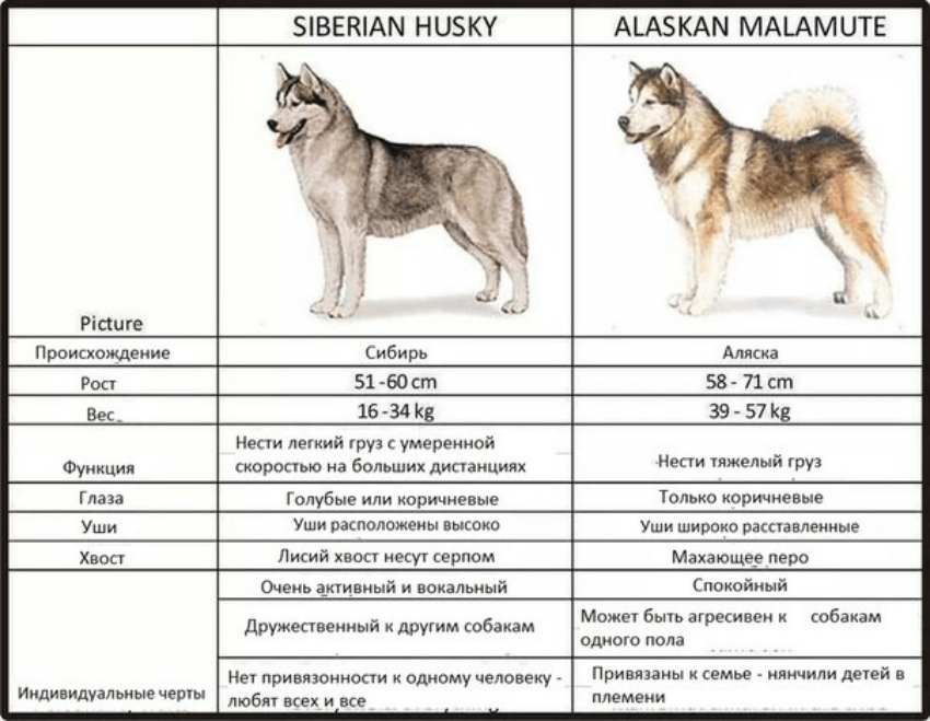 Сибирский хаски и маламут - сравнительная таблица