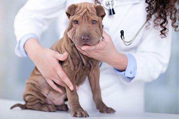 Для собаки важны своевременные вакцинации