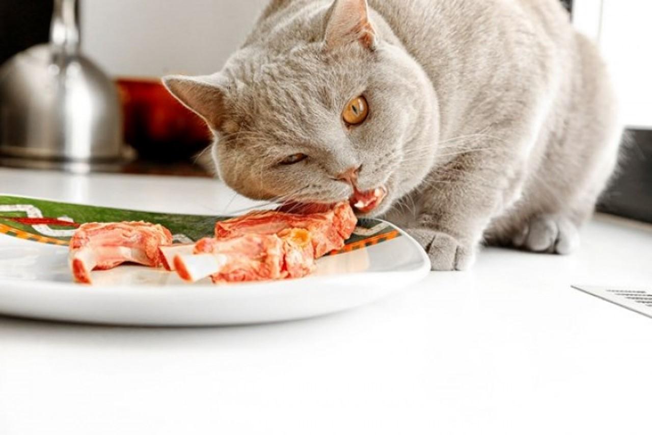 Можно котам давать сырое мясо. Кошка кушает. Еда для кошек. Кот ест. Кошечка кушает.