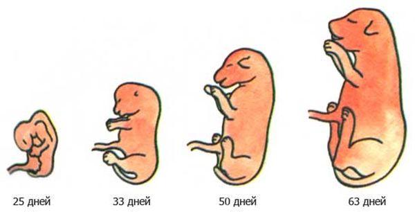 Оплодотворение и первые недели беременности