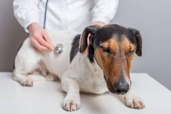 Лечение собаке должен назначать ветеринар