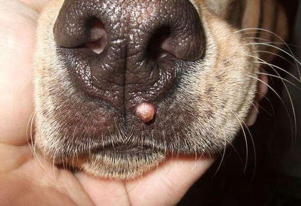 Бородавка на носу у пса