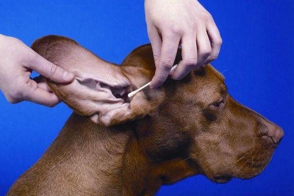 В ухо собаки может попасть инородный предмет или вода