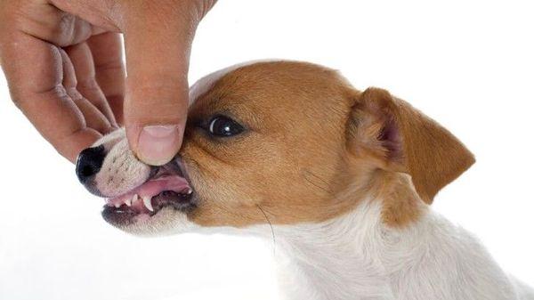 Зубная система собак